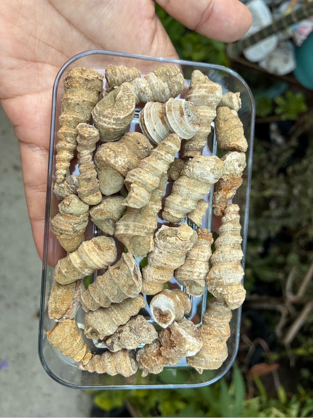 Lot of Spiral Gastropod- Various Sizes Shell Fossil Lot Agatized